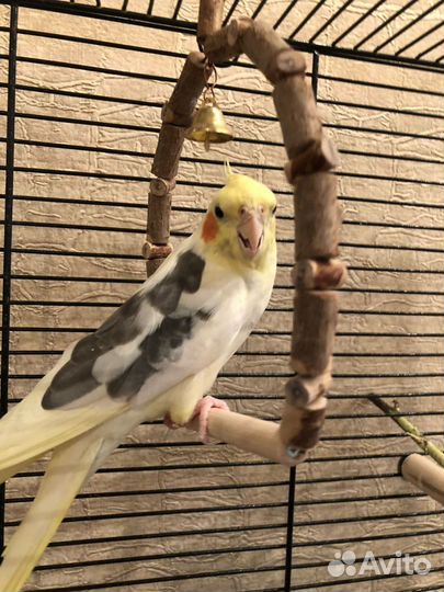 Попугай с клеткой