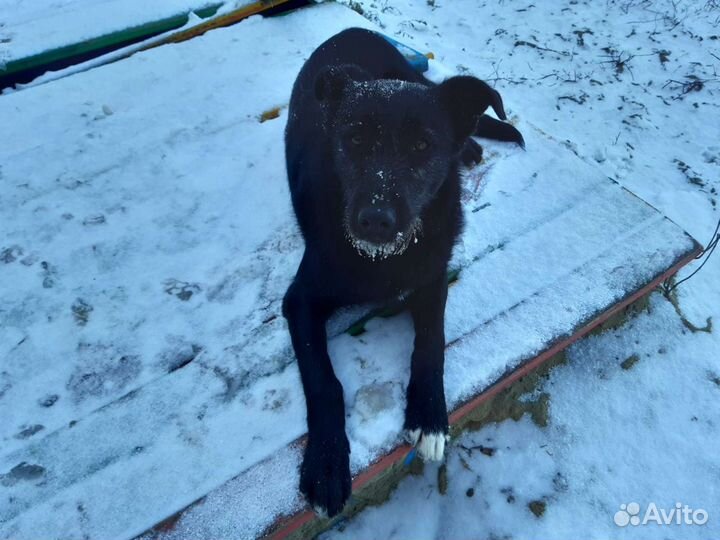 Дина ищет дом