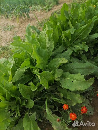 Кабачки-цуккини,щавель