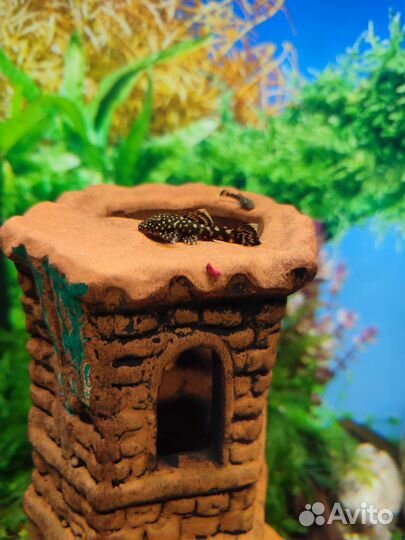 Анциструсы