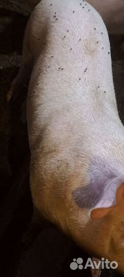 Хряк на племя