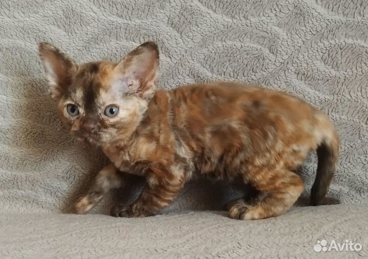 Котята девон-рекс девочки