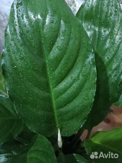 Спатифиллум (крупные листья) начинает цвести