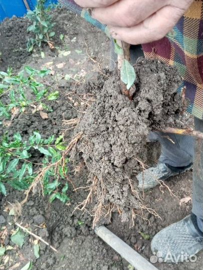 Саженцы плодовых деревьев граната