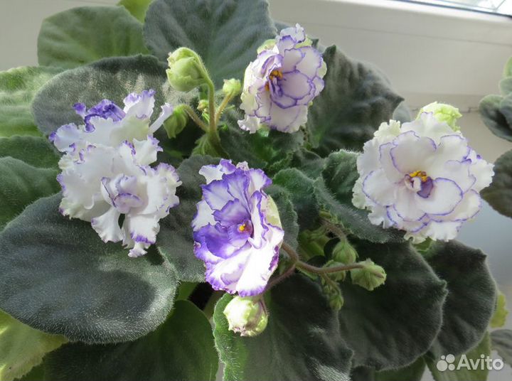 Сортовые фиалки