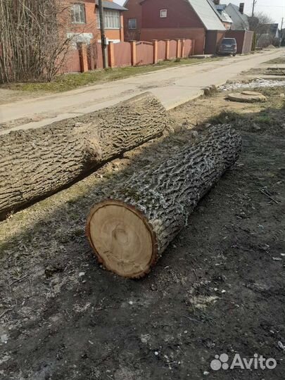 Дуб бревно