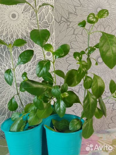 Барлерия красная