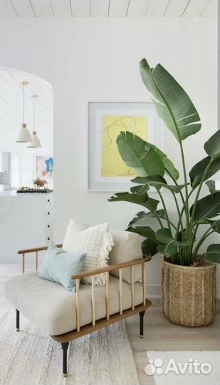 Продаю Стрелицию