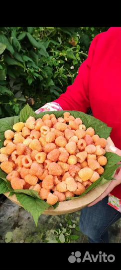 Малина Гусария и Промык саженцы