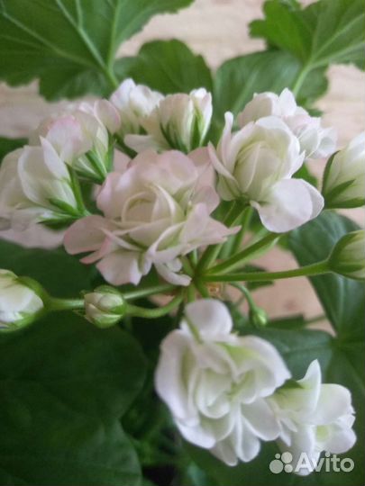 Пеларгония April Snow