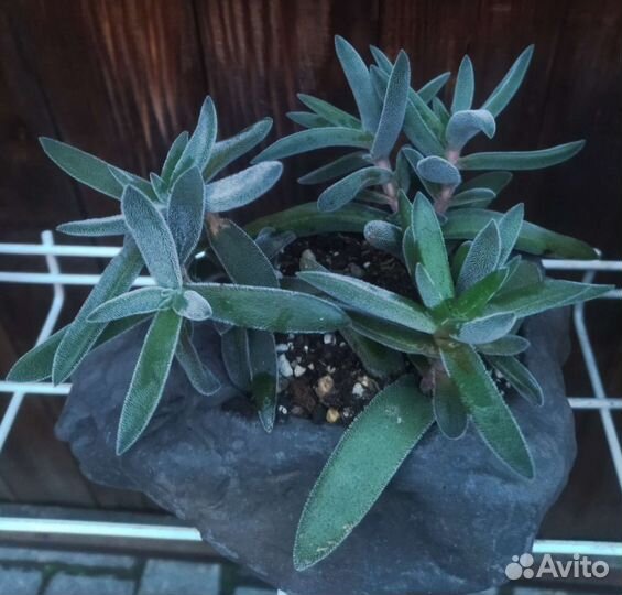 Суккуленты крассулы