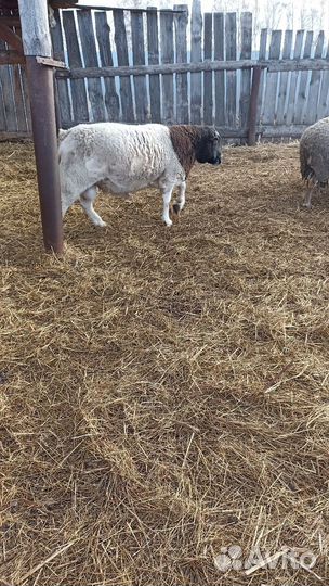 Баран дорпер