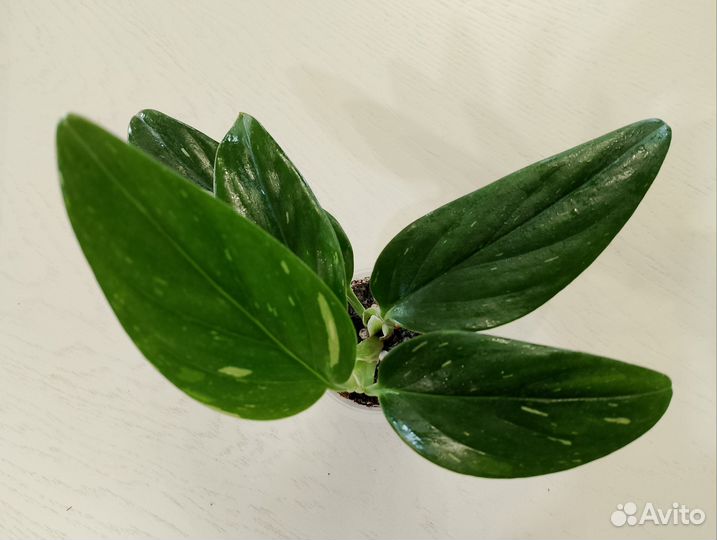 Декоративно лиственные комнатные растения