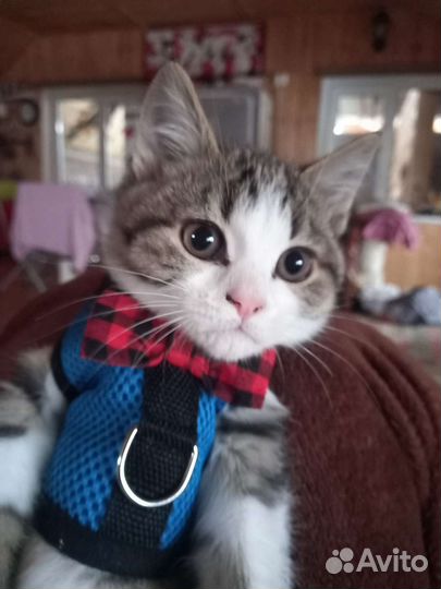 Повадок для кролика