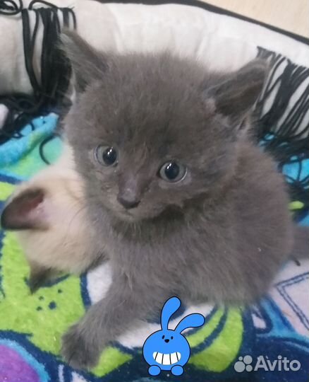 Отдам котят