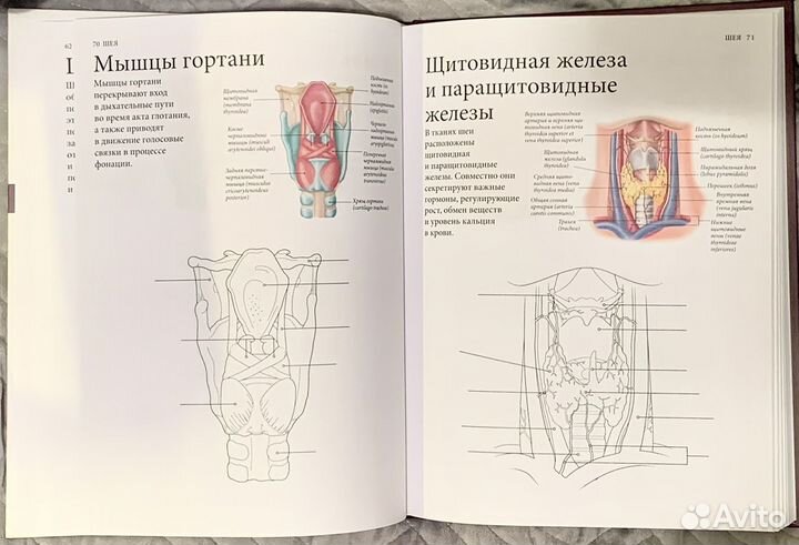 Атлас анатомии человека для раскрашивания