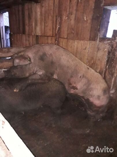 Хряк на племя