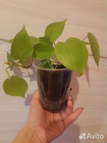 Филодендрон Сканденс лайм