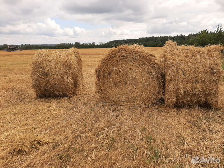 Солома овес2023