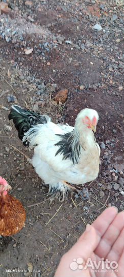 Продам петуха