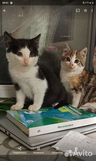 Котята в добрые руки