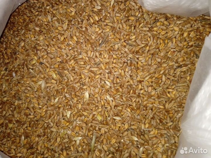 Ячмень, пшеница, овёс, горох, кукуруза