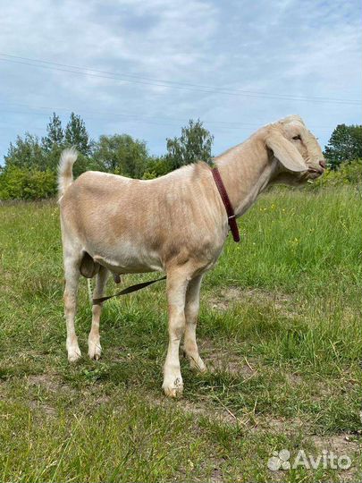 Козёл на вязку. Нубийская козочка