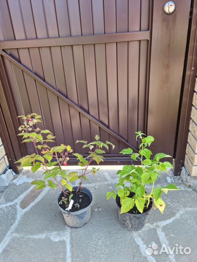 Саженцы малины