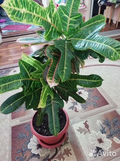 Кодиеум кротон