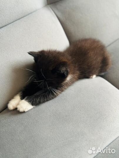 Котенок девочка в добрые руки