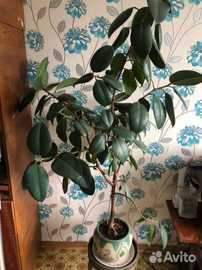 Фикус Алоэ Денежное дерево Панданус