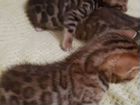 Бенгальские котятки с родословной объявление продам