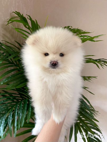 Щенки щпица