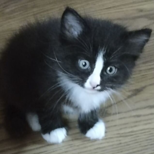Сибирский котёнок