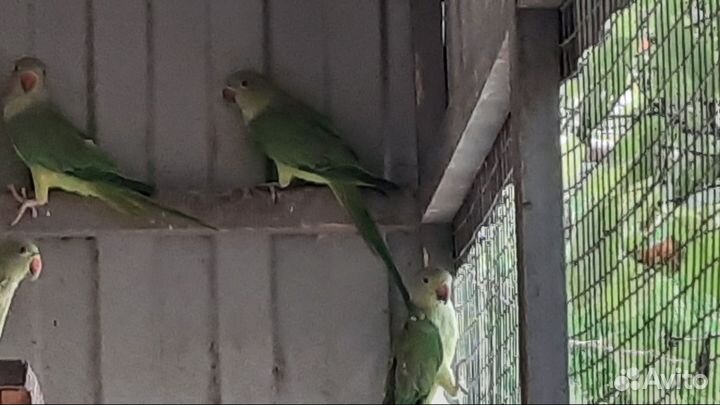 Ожереловый попугай