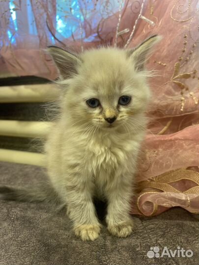 Котенок девочка в добрые руки