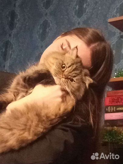 Передержка собак и кошек