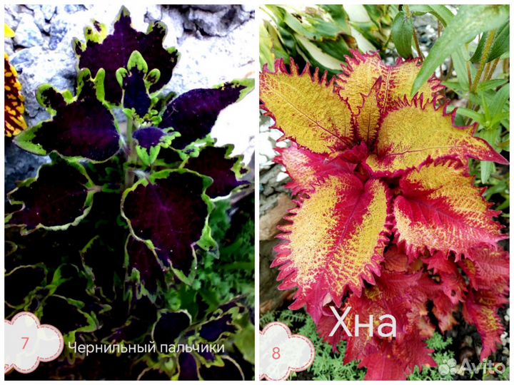 Колеусы срезы и укорененные черенки