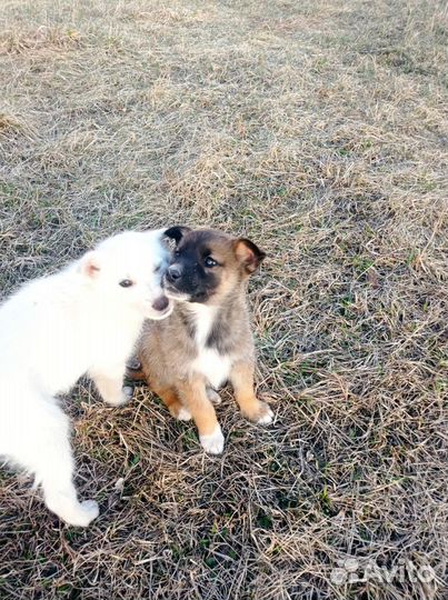 Щенки дворовые