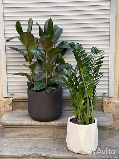 Замиокулькас