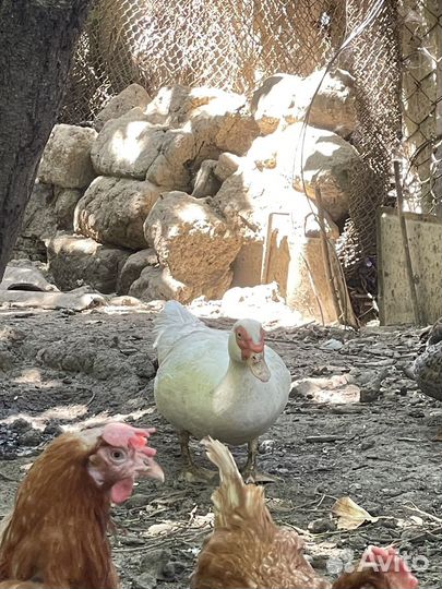 Инда утка самка