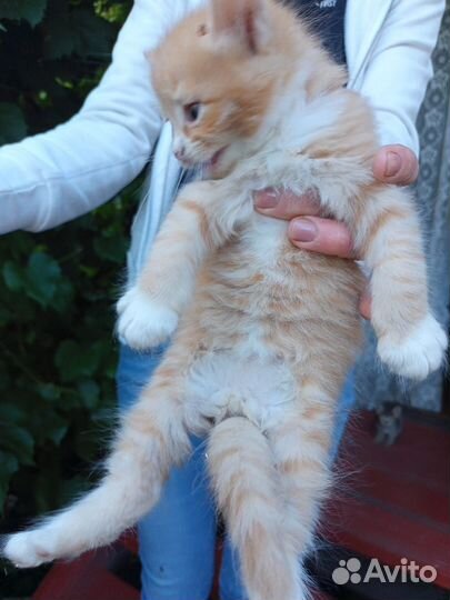 Европейская