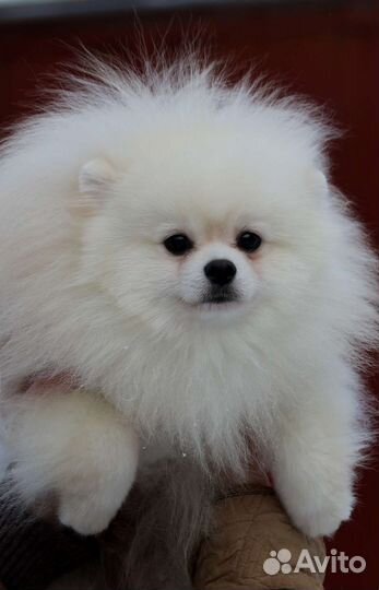 Приглашаем сук на вязки