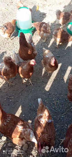 Куры несушки продам