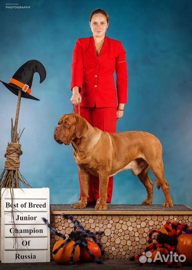 Услуги профессионального хендлера