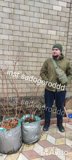 Голубика 5 лет в мешках 50литров