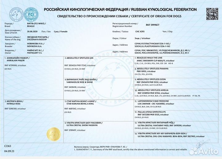 Щенки бигль