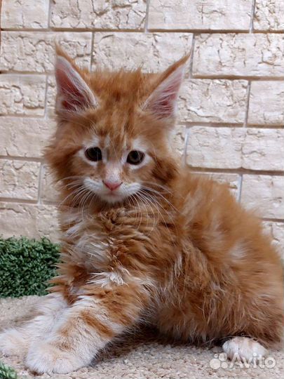 Котята мейн-кун с документами