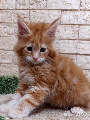 Котята мейн-кун с документами