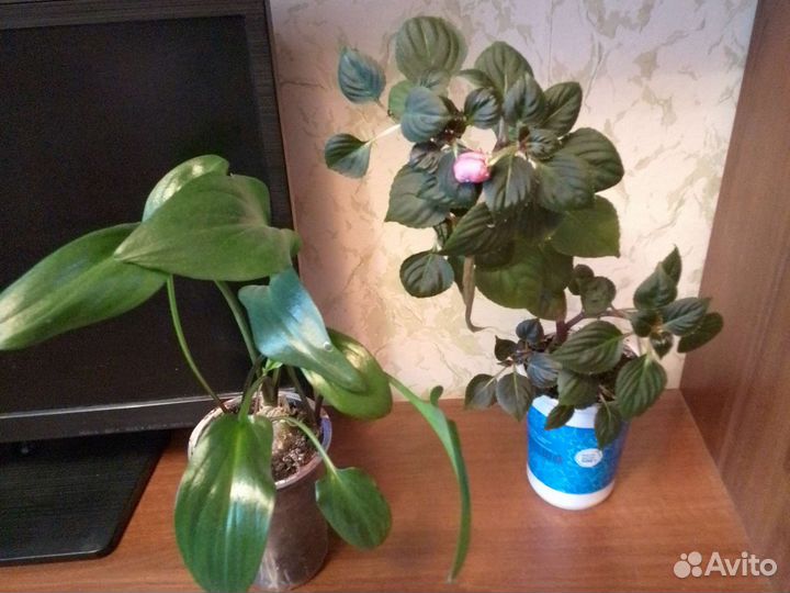 Комнатные цветы